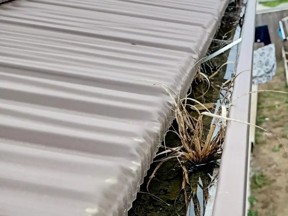Gutter on a brown iron roof blocked with silt, dead grass and weeds growing out of it